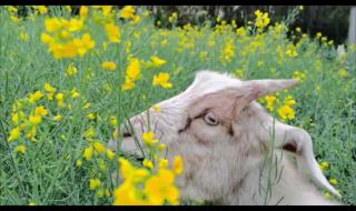 小羊会脏的是啥梗 小羊会脏的是啥梗